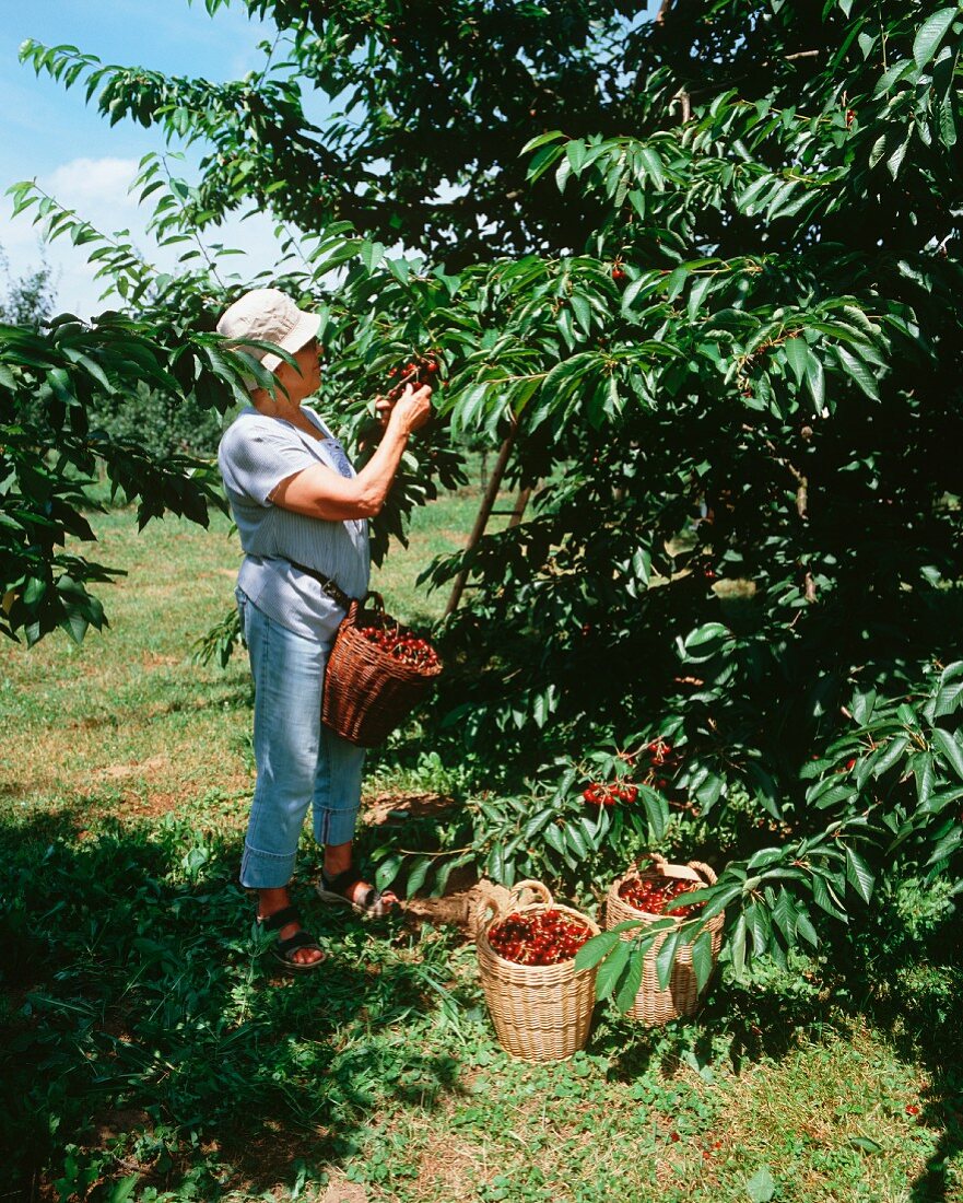 A woman picking cherries