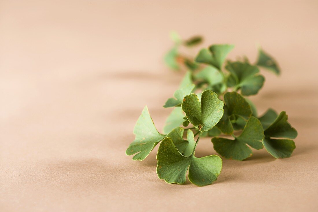 Ginkgo leaves