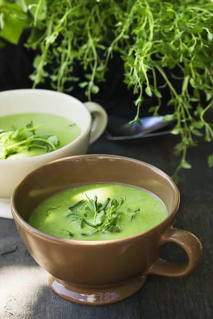 Pea soup with herbs in two soup cups
