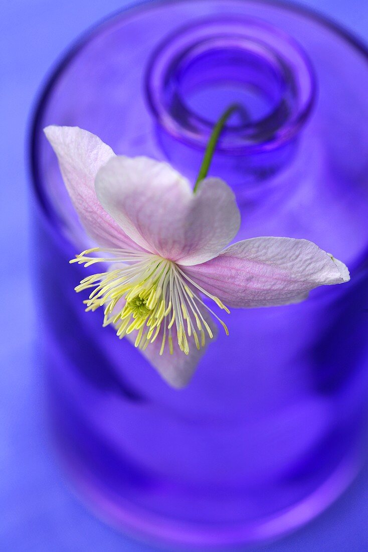 Eine Klematis in einer Glasflasche