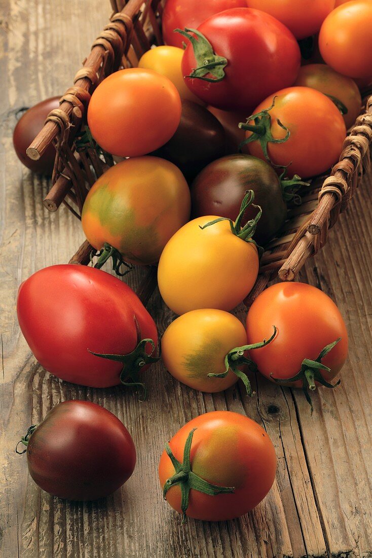 Various types of tomatoes