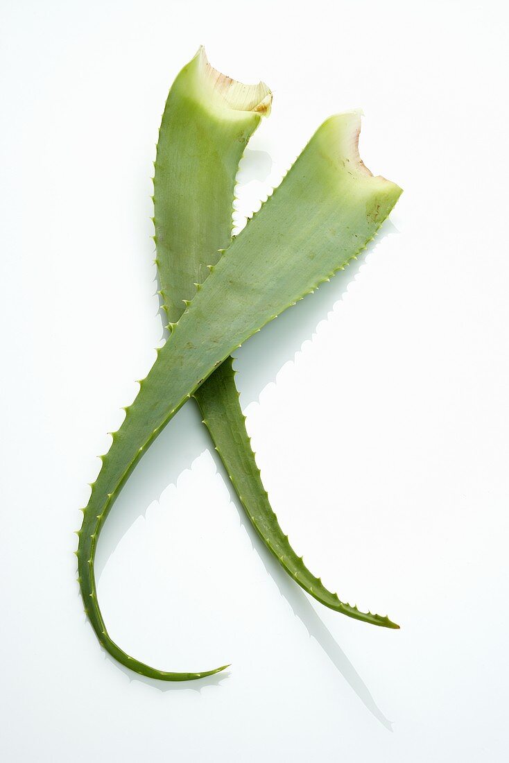 Aloe Vera Blätter