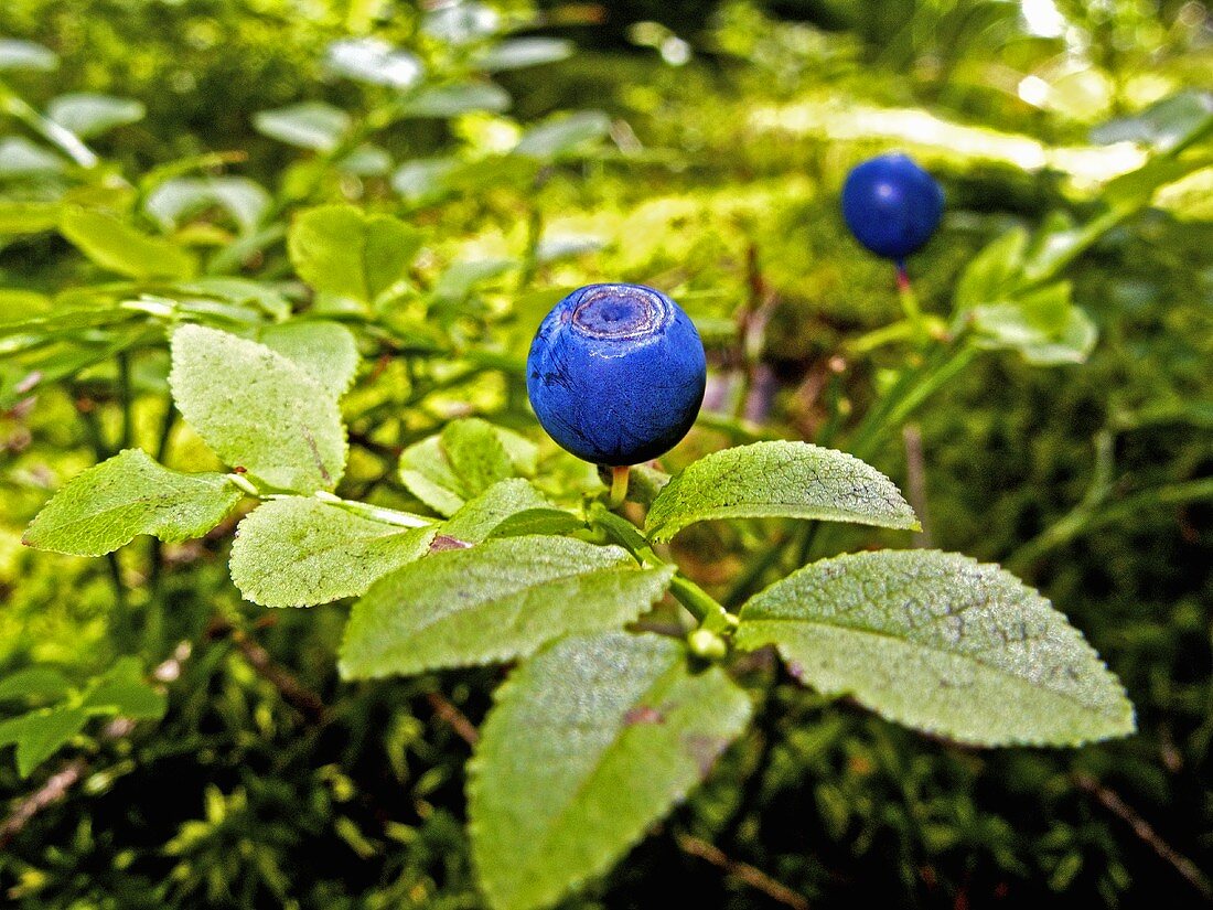 Blueberries on the bush