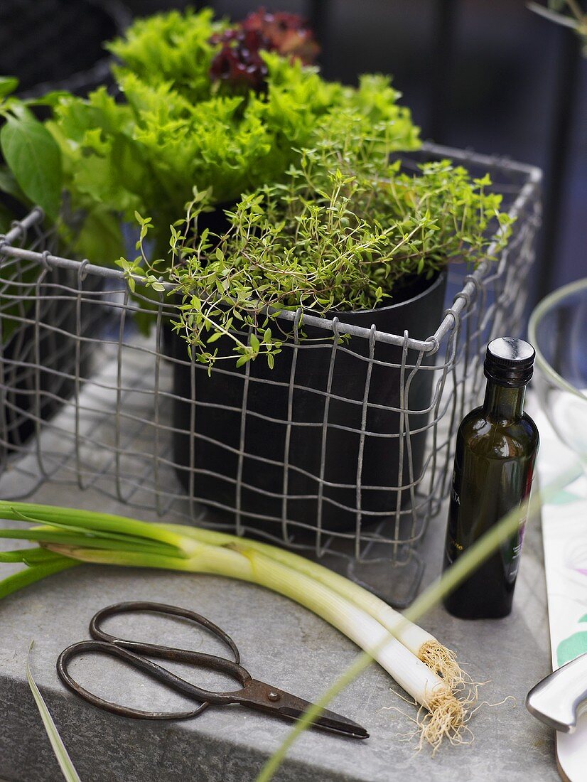 Pots of herbs and spring onions on a balcony