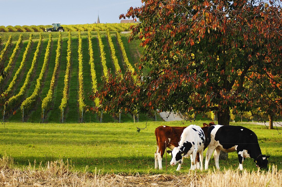 Cows at the foot of a vineyard, Yens, Switzerland