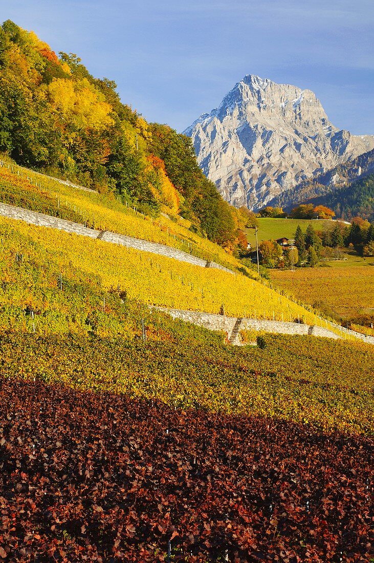 Vineyards in autumn, Ollon, Switzerland