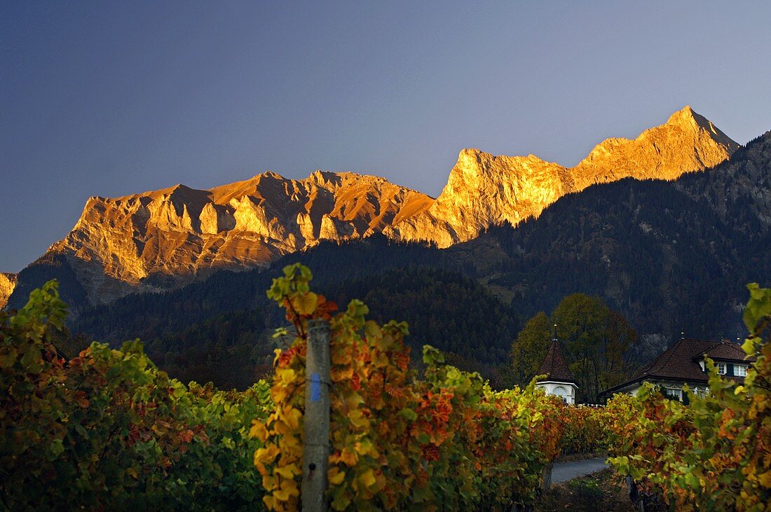 Weinberg vor Felsmassiv Falknis, Graubünden, Schweiz