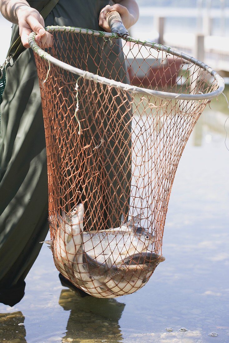 Female angler holding freshly caught fish in a net