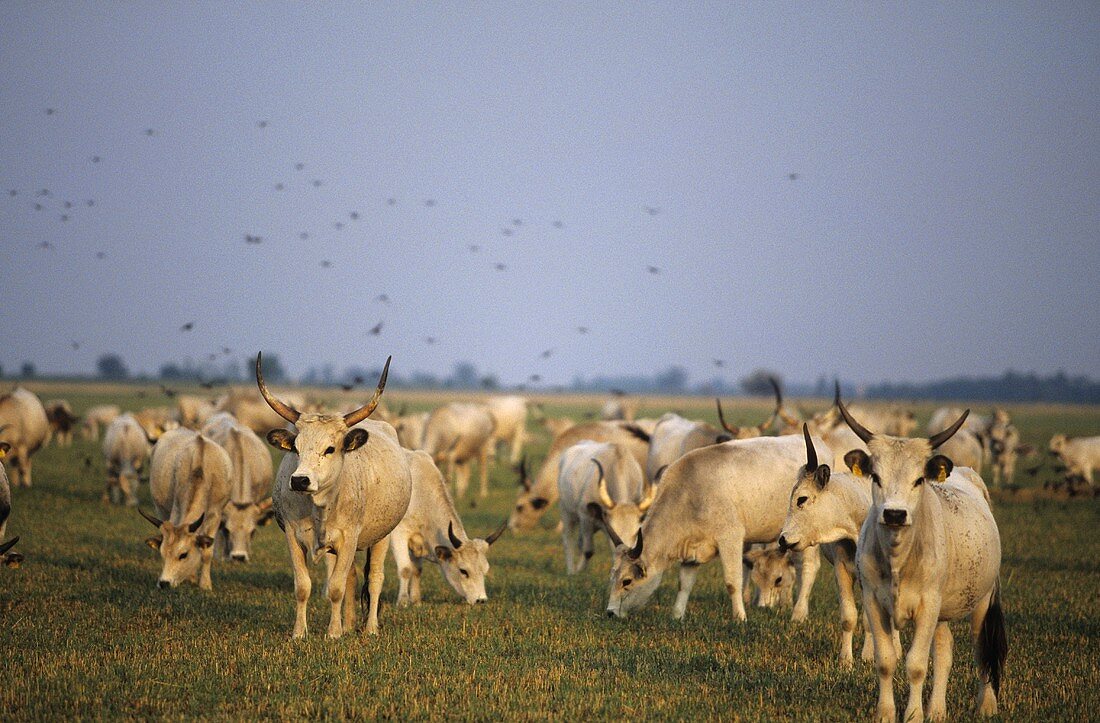 Graurinder (Grey cattle) grazing, Neusiedlersee National Park, Austria