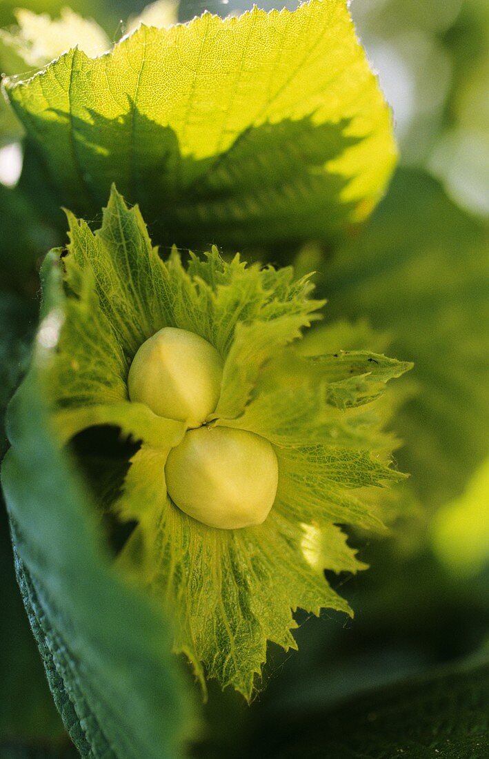 Unripe hazelnuts on the tree (close-up)