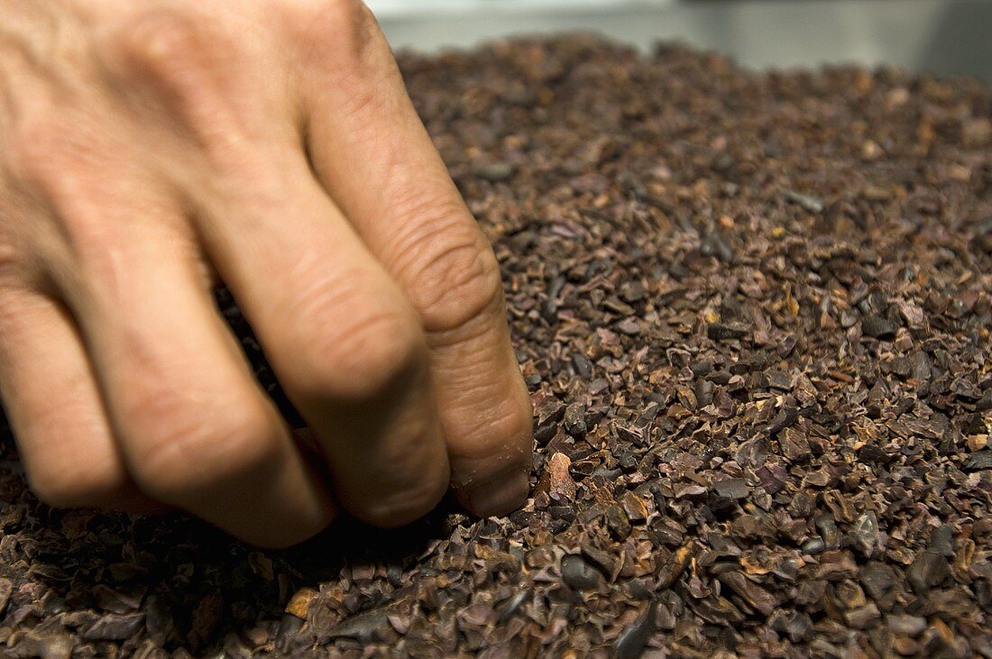 Hand selektiert Kakaobohnenbruchstücke