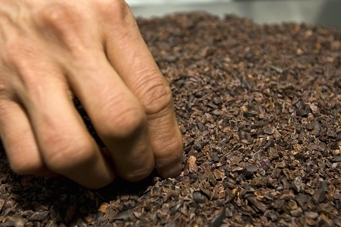 Hand taking cocoa nibs