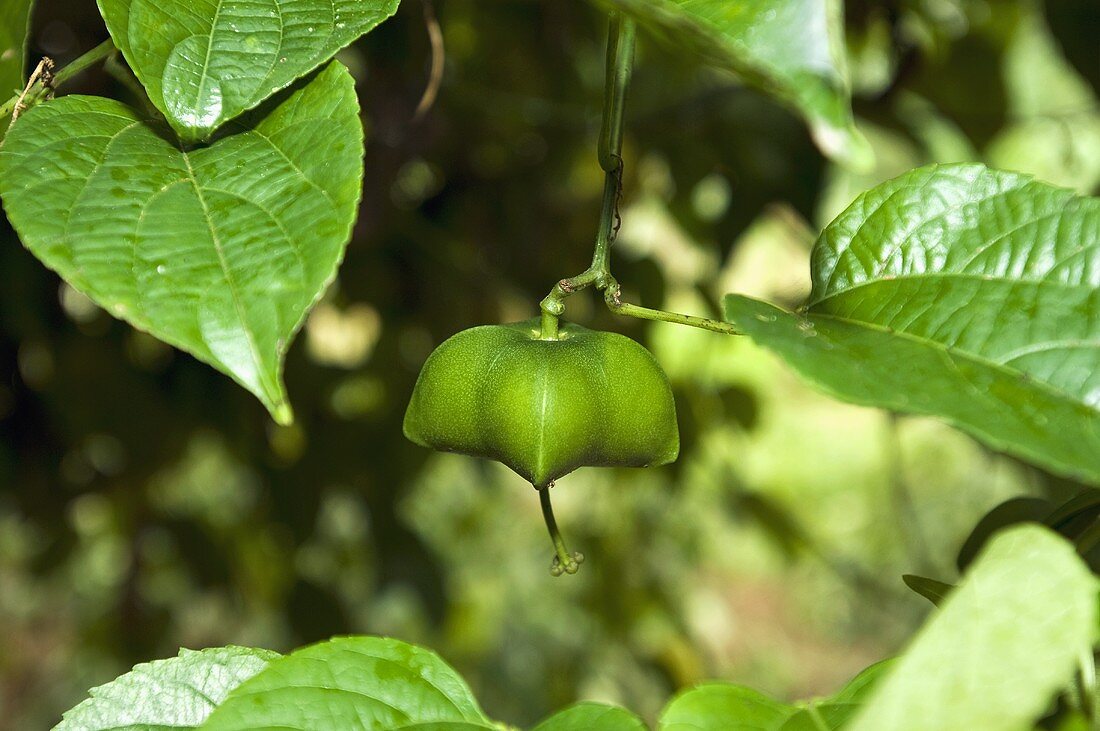 Luftkartoffel (Dioscorea bulbifera)