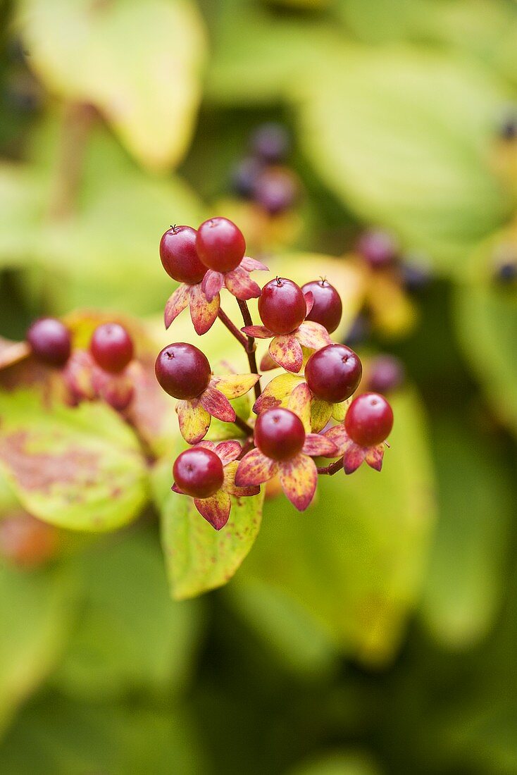 St. John's wort berries