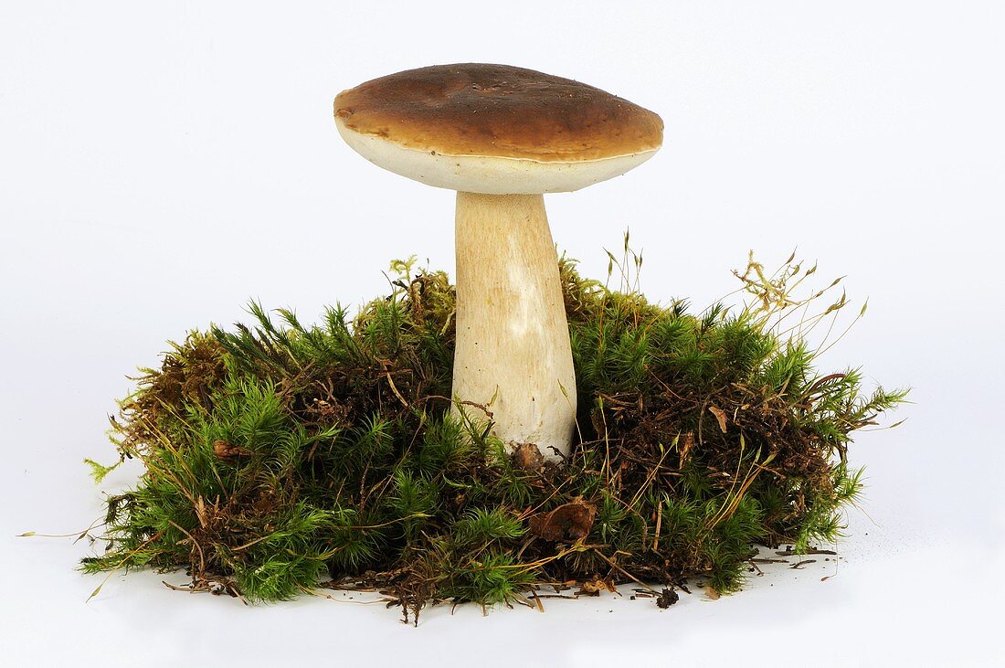 Cep with moss