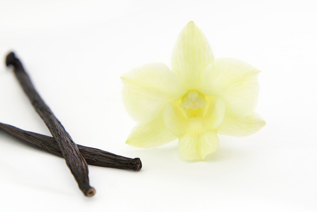 Vanilleschoten und unechte Vanilleblüte (Dendrobium)