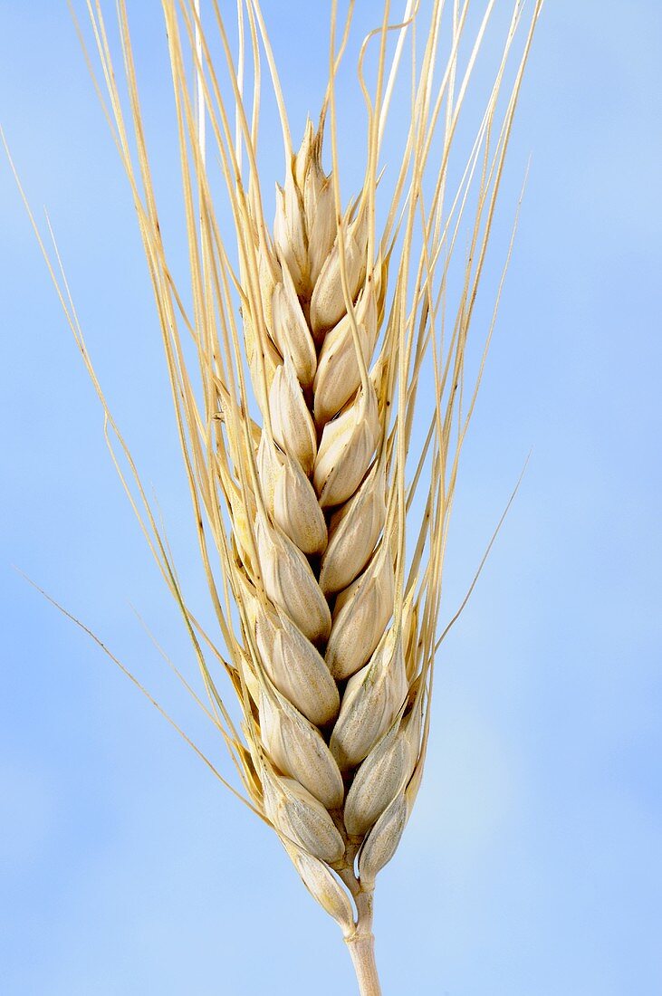 Durum wheat (Triticum durum)