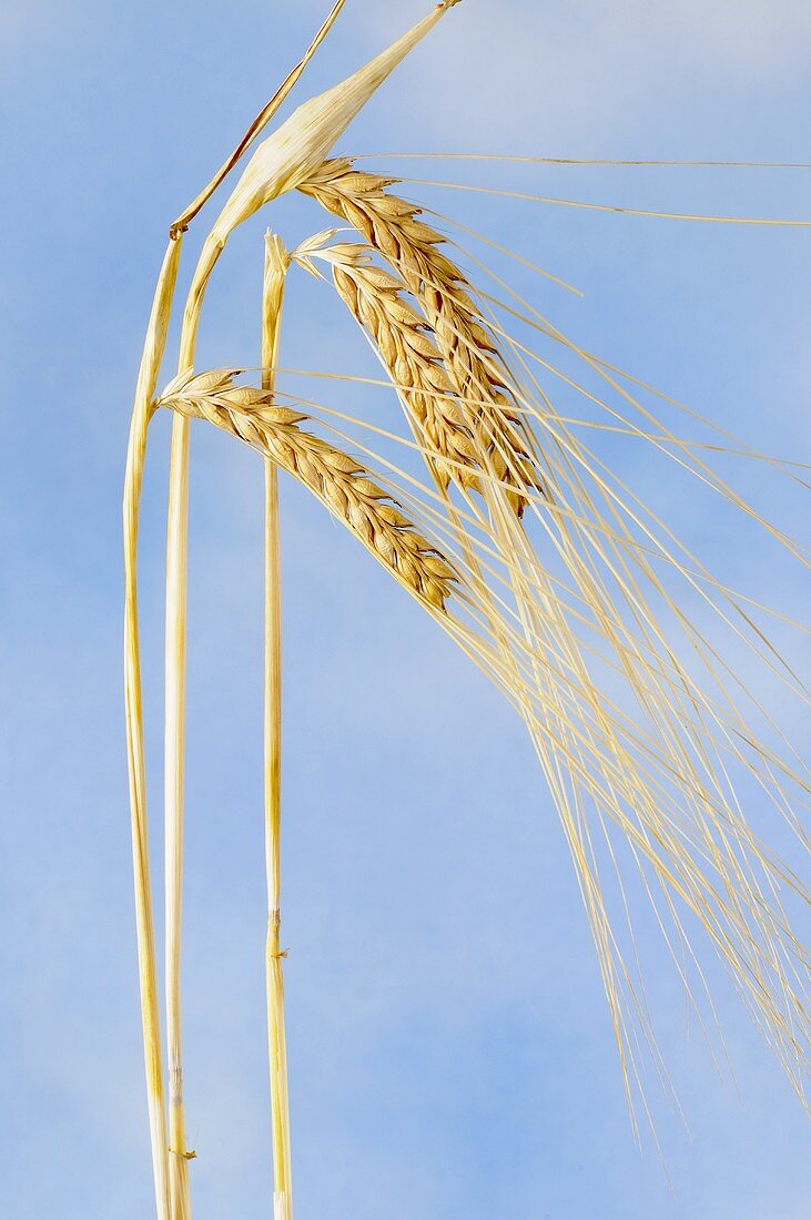 Zweizeilige Gerste (Hordeum distichon ssp. didtichon)