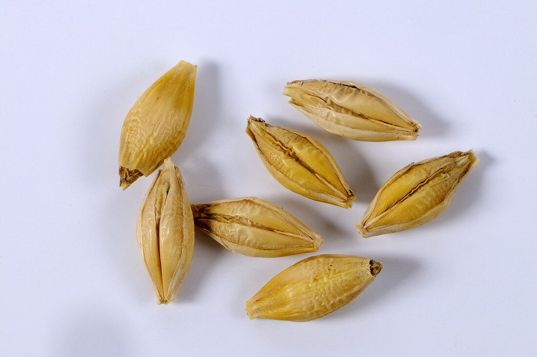 Two-rowed barley (Hordeum distichon ssp. distichon)