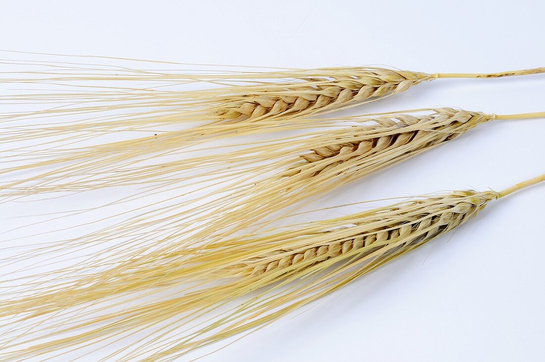 Six-rowed barley (Hordeum vulgare ssp, hexastichon)