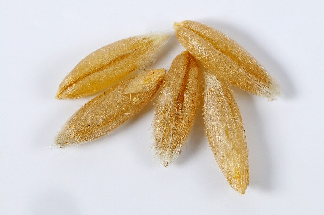 Naked oat (Avena sativa ssp. chinensis)