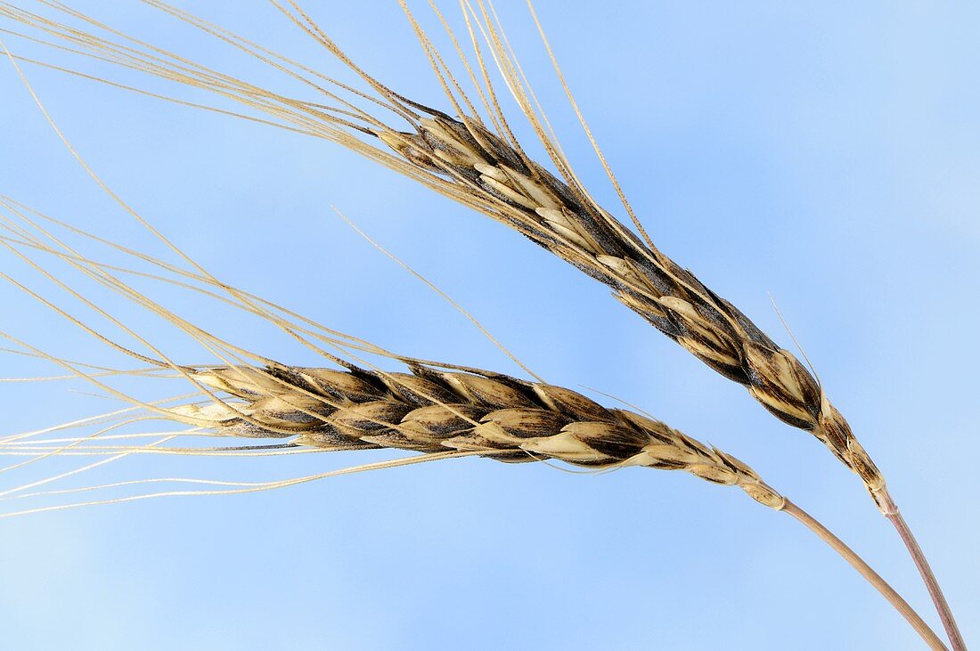 Wilder Emmer (Triticum dicoccoides)