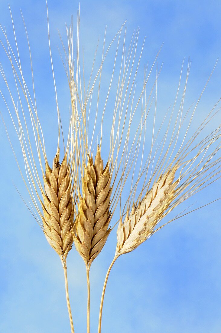 Wild wheat (Triticum timopheevi)