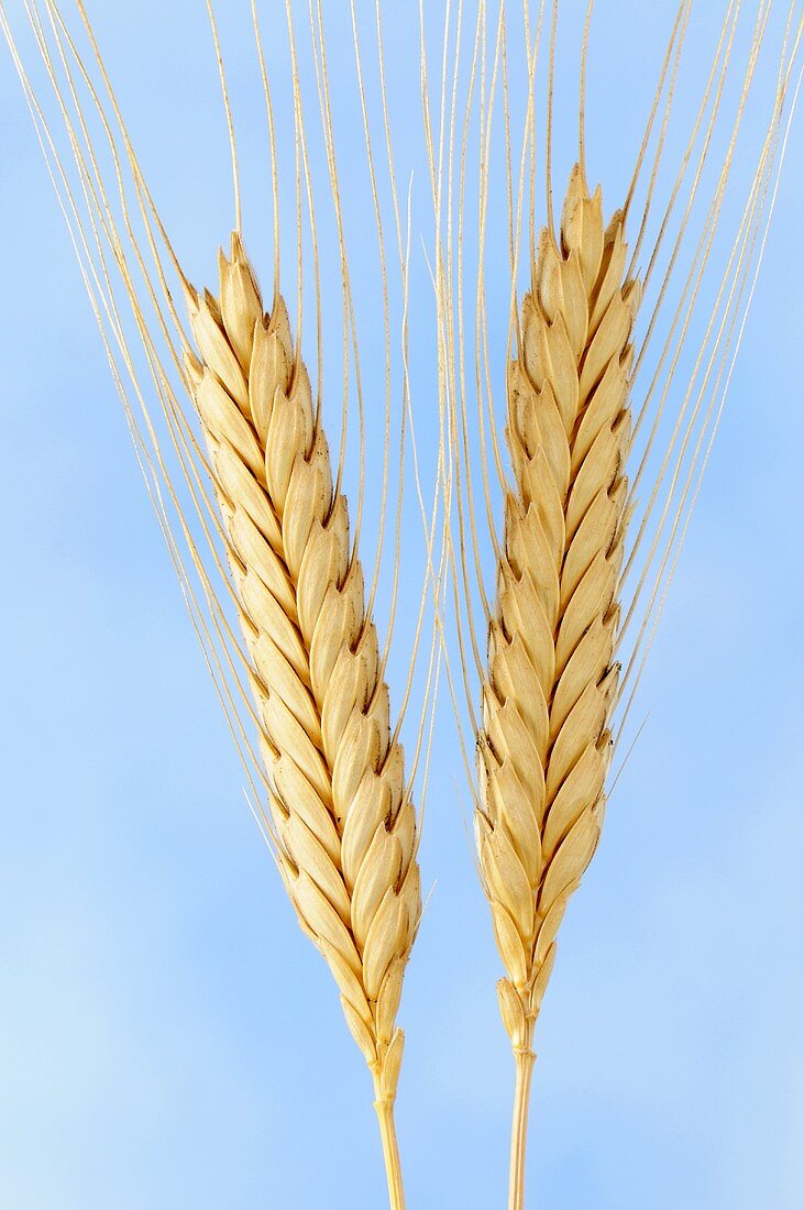 Einkorn wheat (Triticum monococcum)