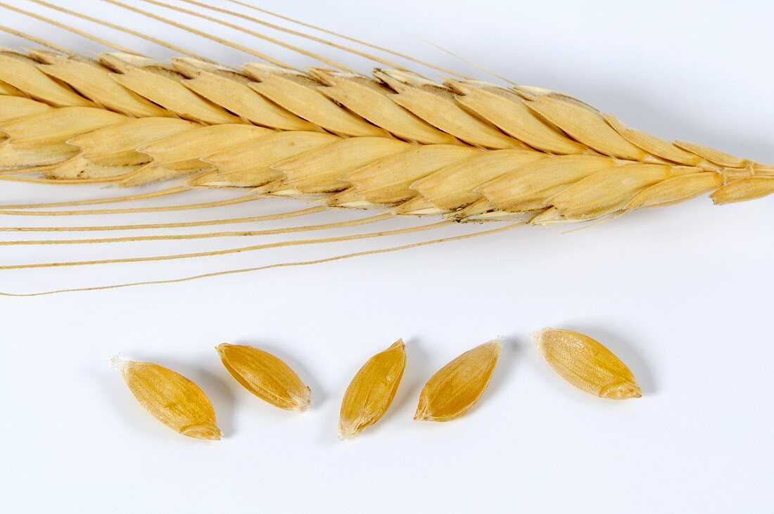 Einkorn (Triticum monococcum)