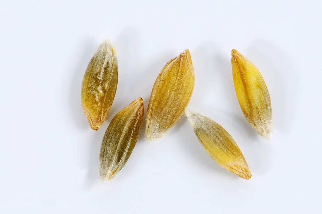 Wild-Einkorn (Triticum boeoticum)