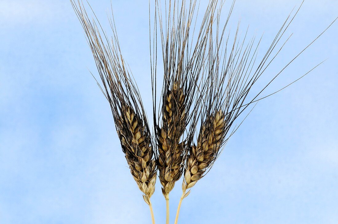 Rivet or cone wheat (Triticum turgidum var. columbinum)