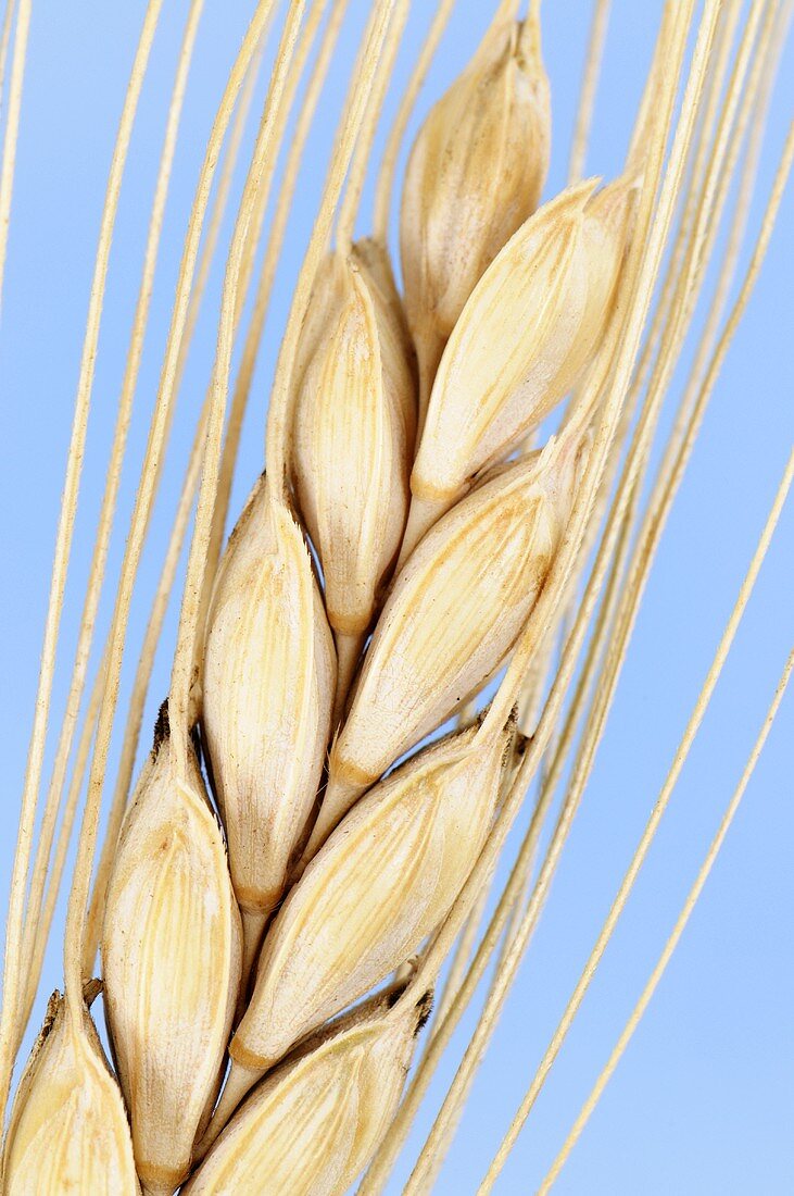 Rivet or cone wheat (Triticum turgidum)