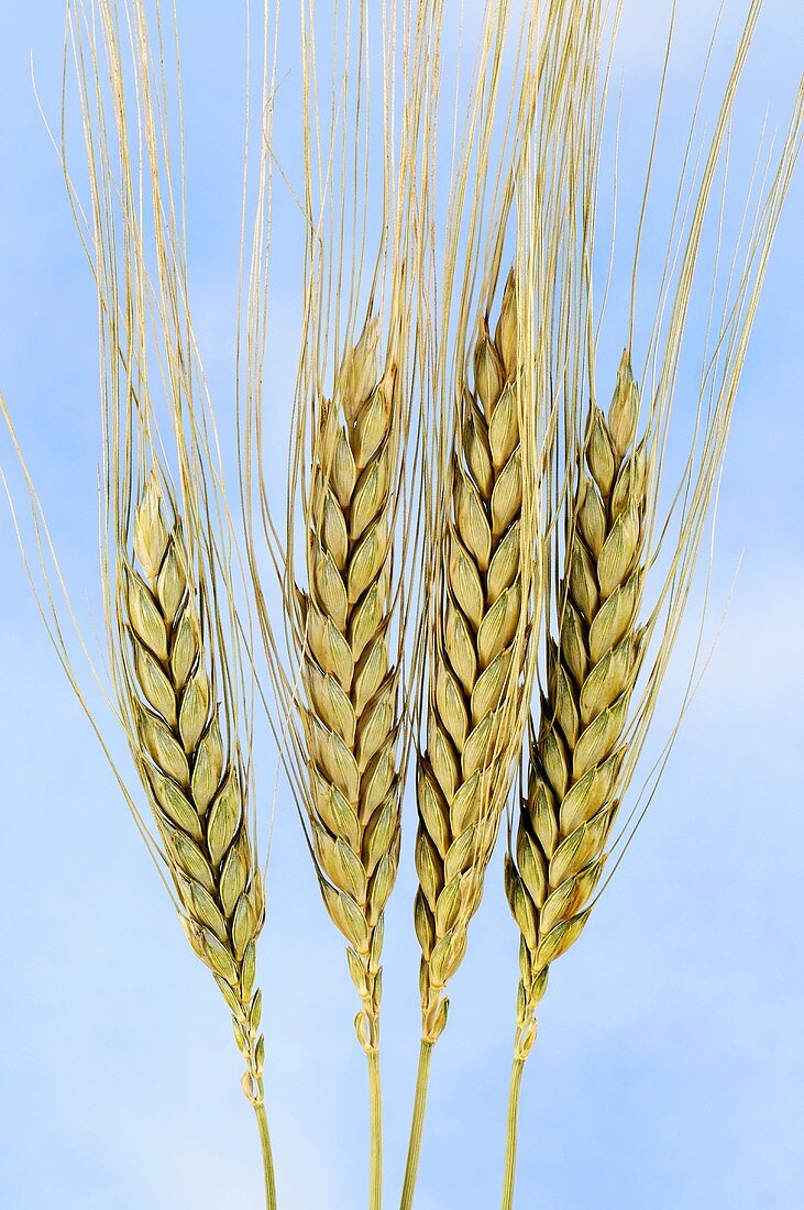 Khorasan wheat (Triticum turanicum)