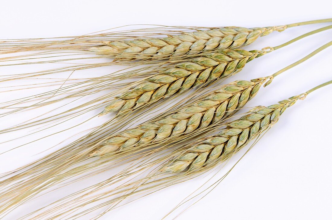 Khorasan wheat (Triticum turanicum)