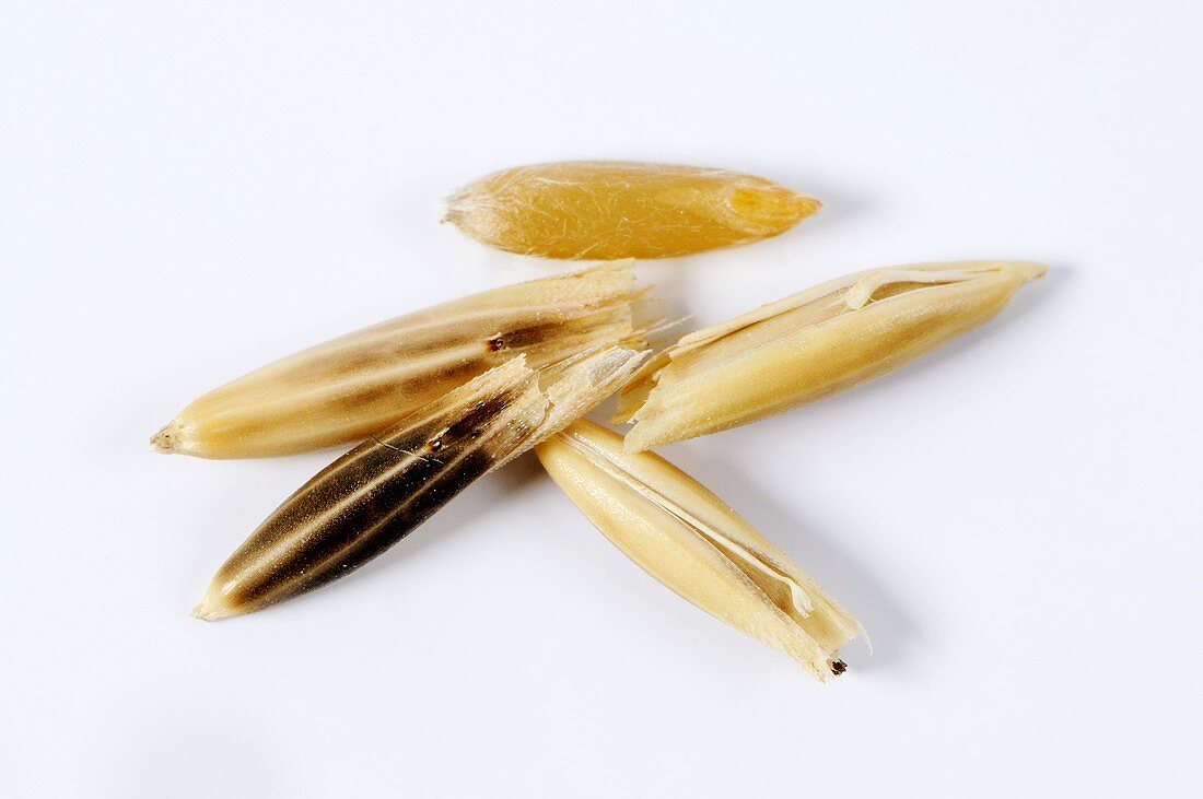 Bristle oat (Avena nuda ssp. strigosa)