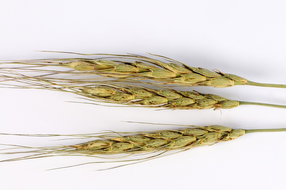 Zhukovsky's wheat (Triticum zhukovskyi)