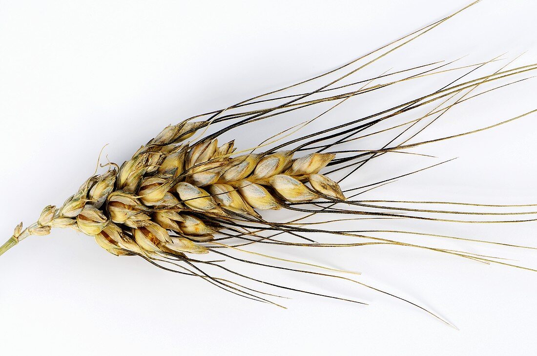 Englischer Weizen, Rauh-Weizen (Triticum turgidum var. plinianum)