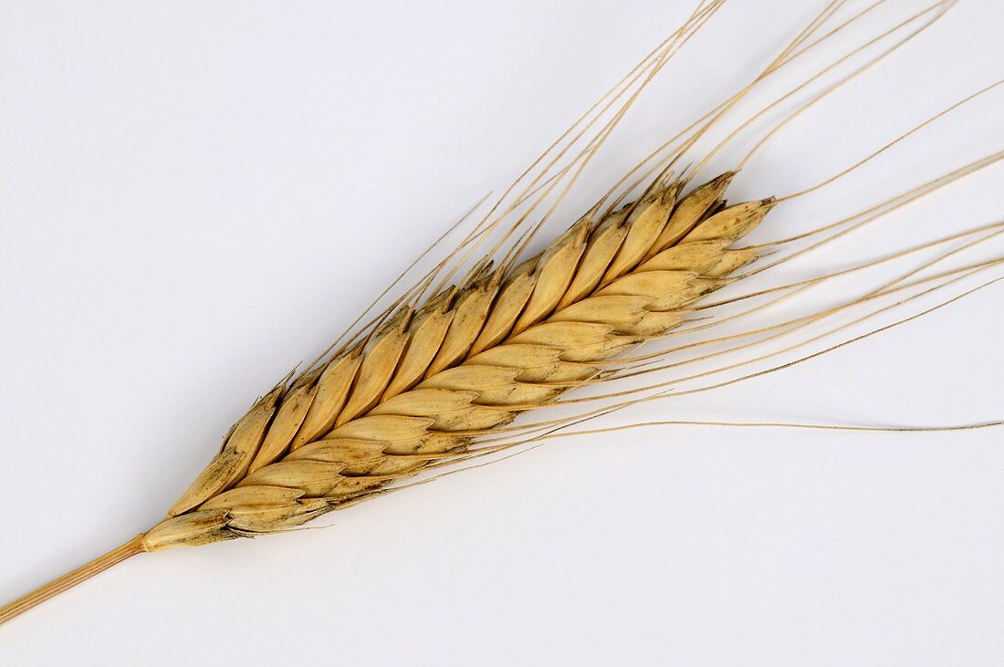 Einkorn wheat (Triticum monococcum var. flavescens)