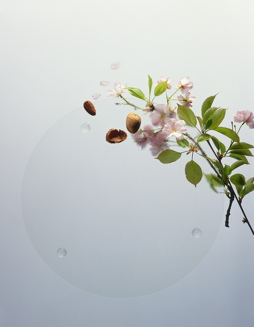 Mandelblütenzweig & Mandeln auf und unter einer Glasplatte