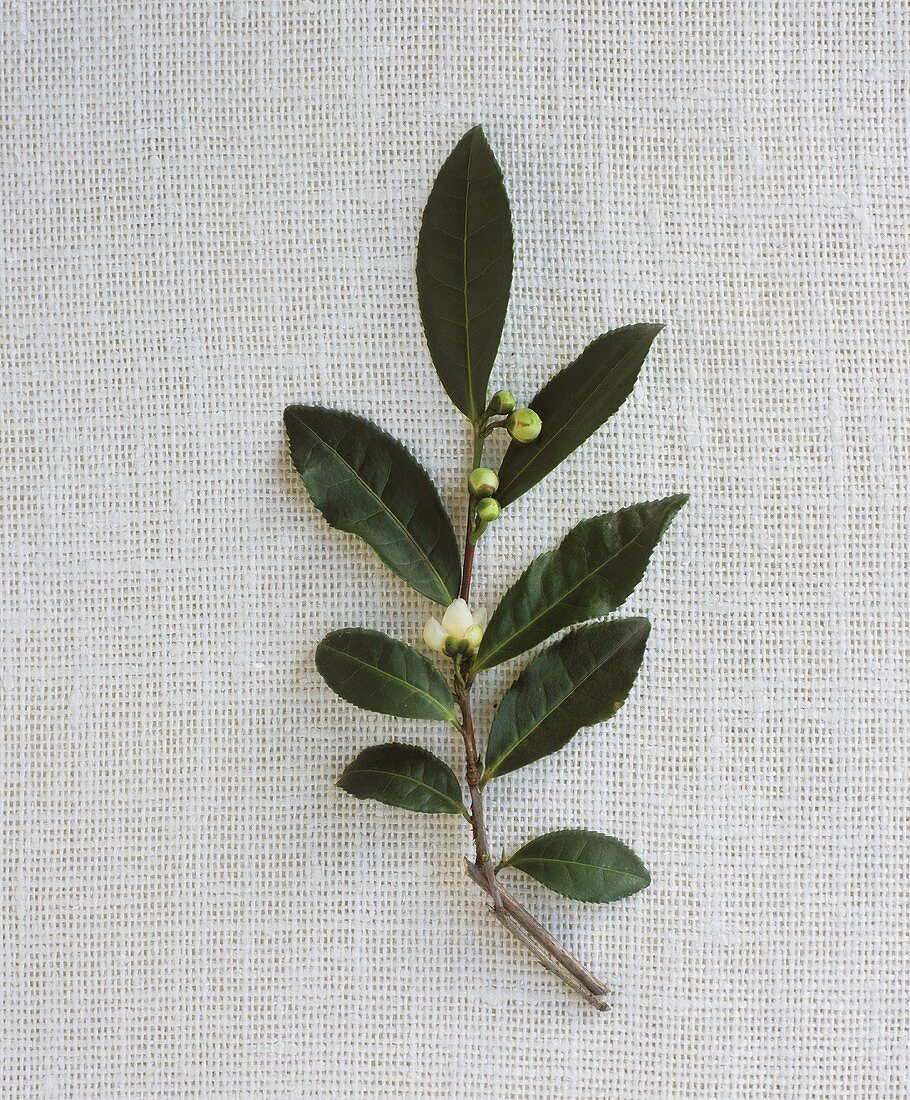 Ein Zweig mit frischen Teeblättern und Blüten