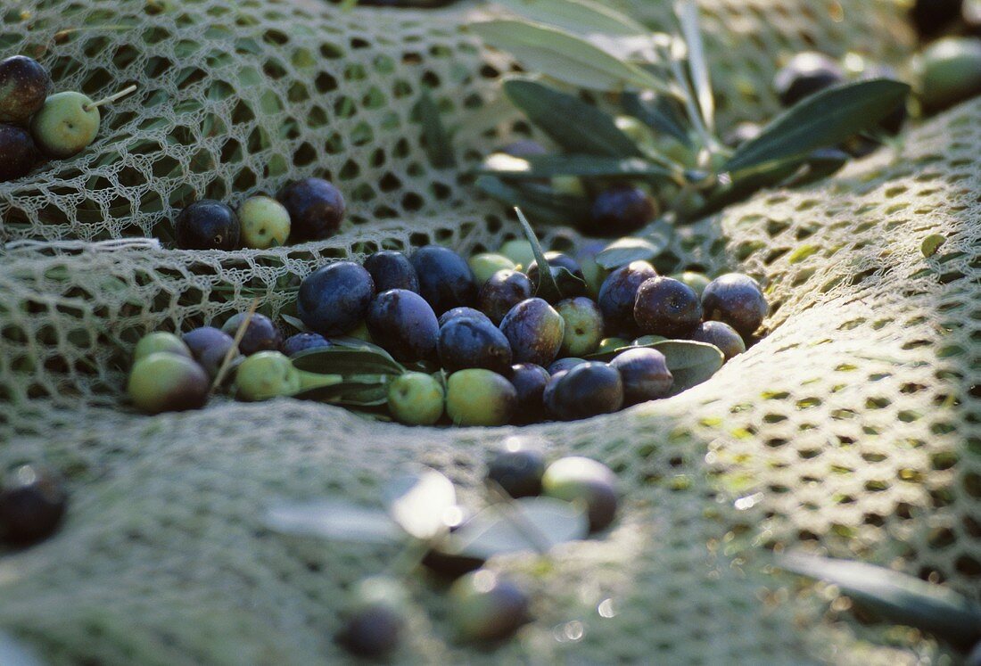 Fresh olives in a net