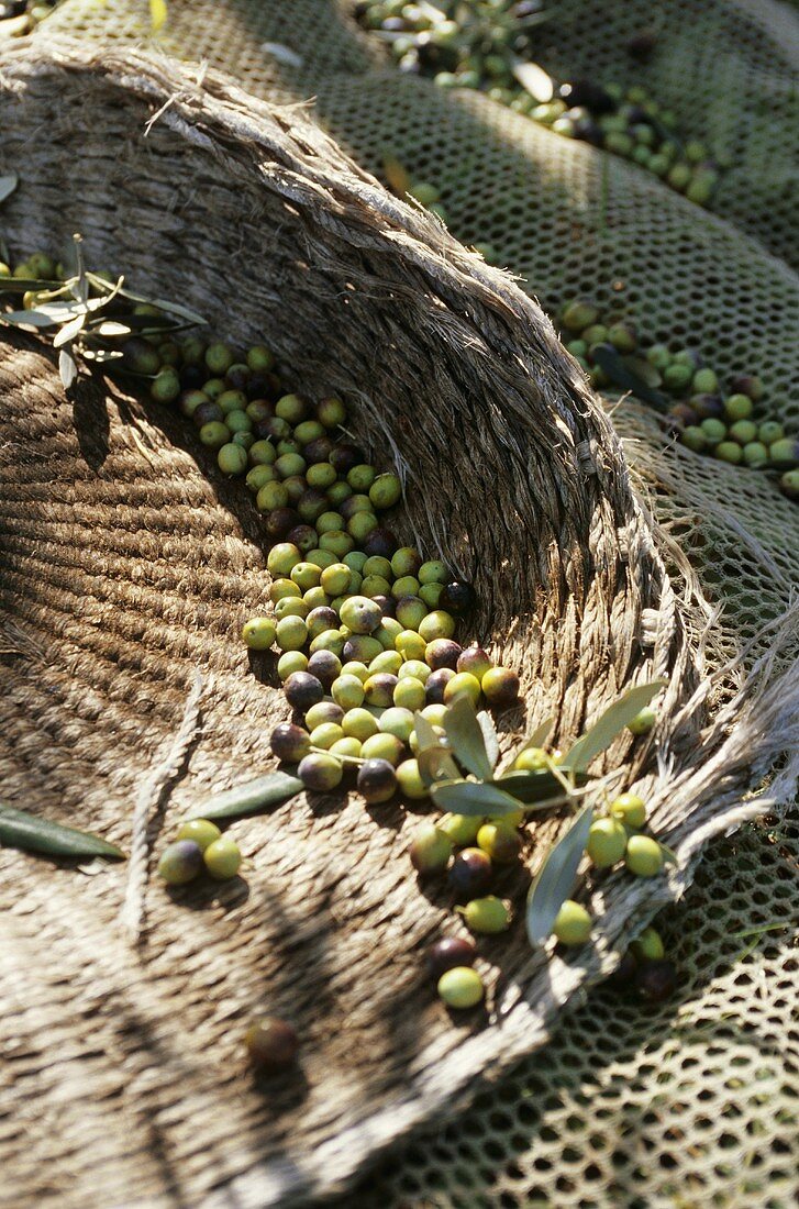 Frisch geerntete Oliven in Netzen und Körben (Italien)