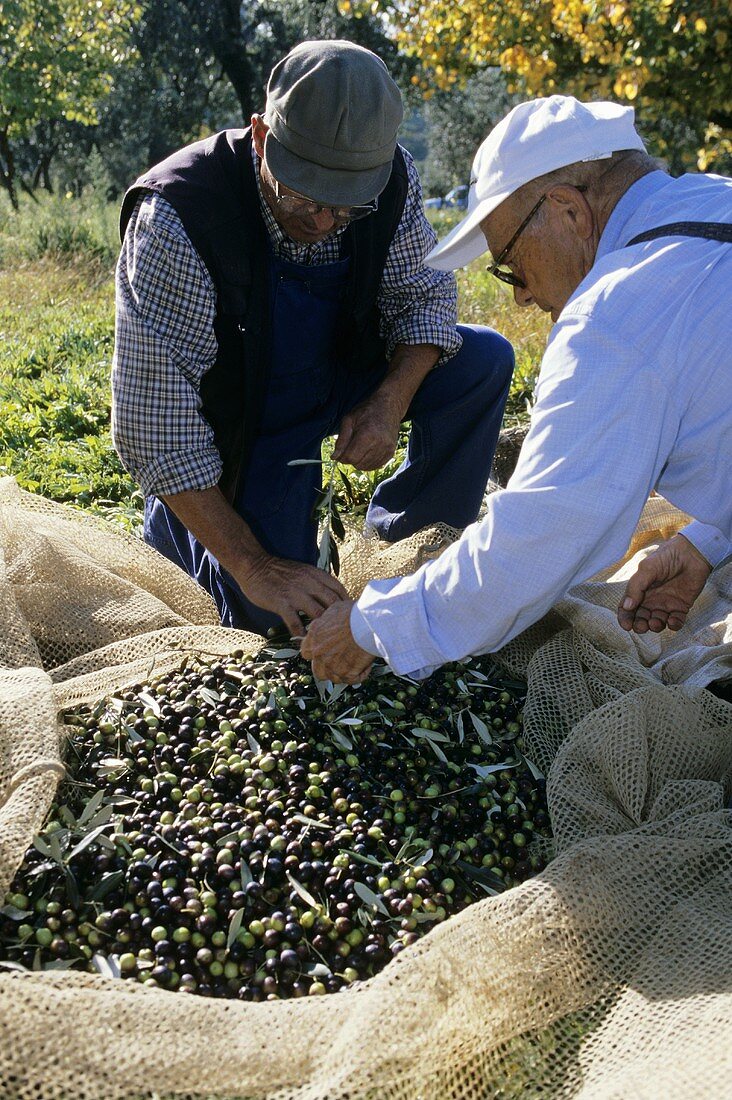 Two men picking olives in Tuscany, Italy
