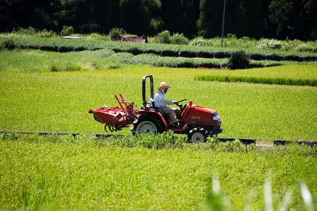 Traktor fährt zwischen Reisfelder in Shizuoka, Japan