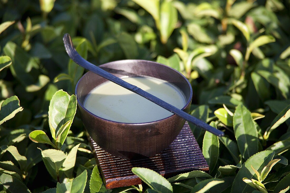 Matcha mit Matcha-Löffel zwischen Teesträuchern