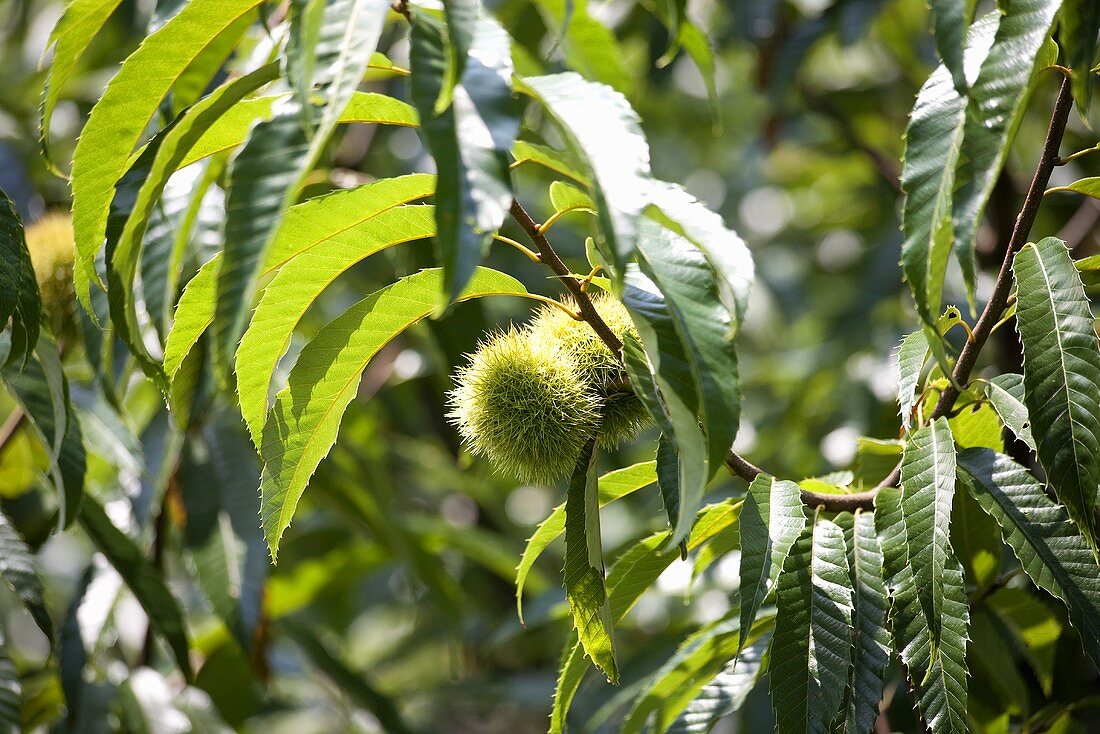 Chestnuts on a tree