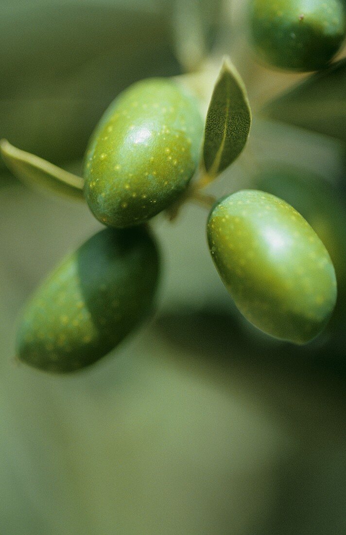 Fresh olives on branch