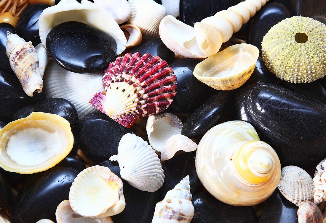 Various shells