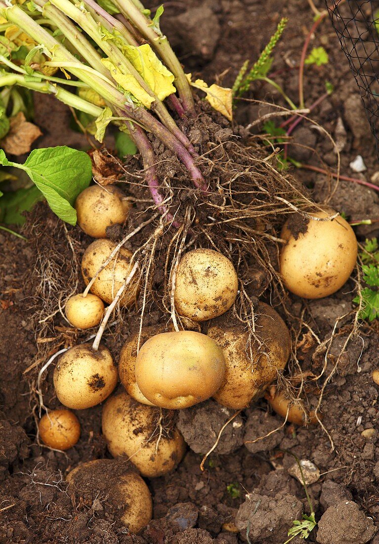 Potatoes in a field