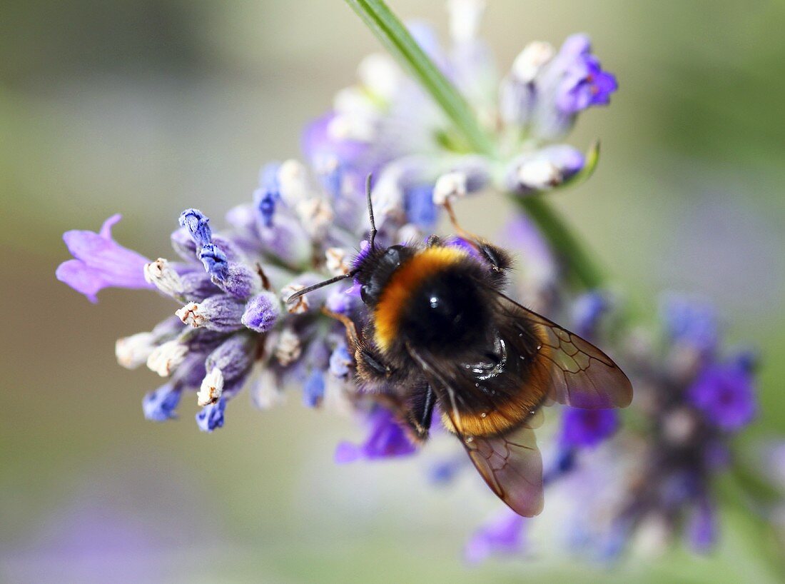 A bee on a lavender flower